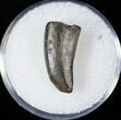 Partial Tyrannosaur Tooth - Montana #14777-1